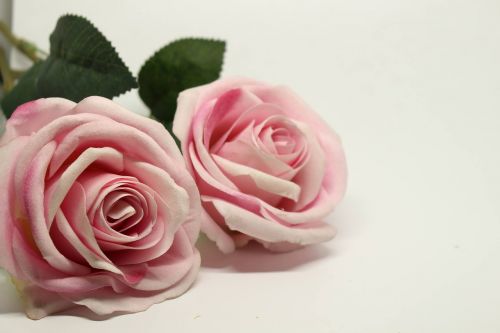 a rose pink pink roses