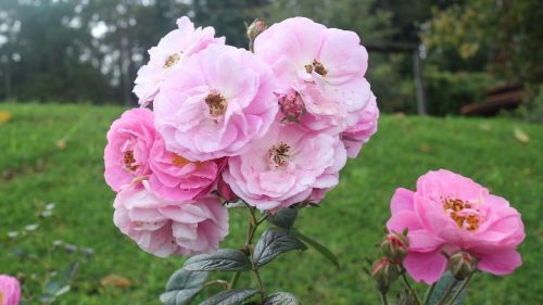 a rose flowers flower garden