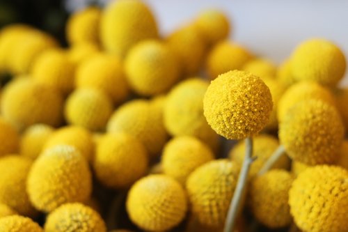 a roundish flower  round flower  yellow