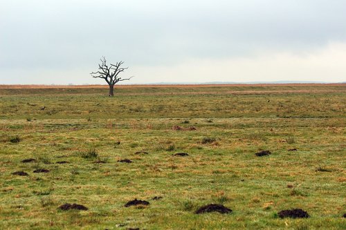 a single tree standing  tree  solitary