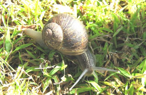 A Snail&#039;s Journey