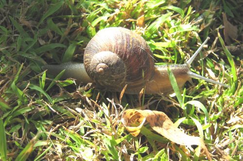 A Snail&#039;s Journey