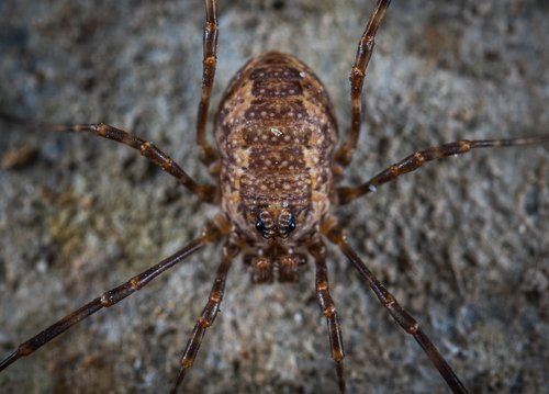 a spider-like insect  bespozvonochnoe  nature