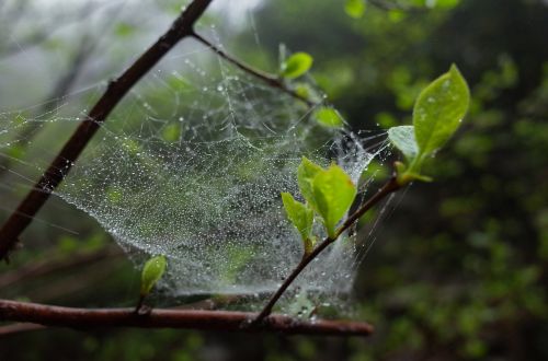 a spider's web green leaf the leaves