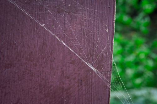 a spider's web park natural