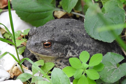 a toad  garden  animal