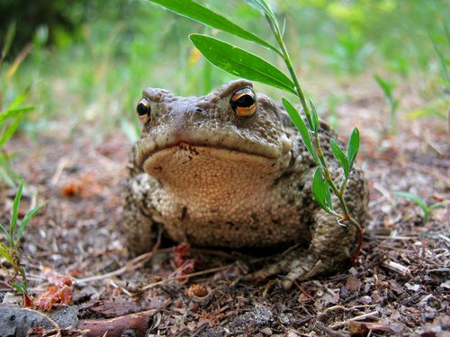 a toad  the frog  amphibian