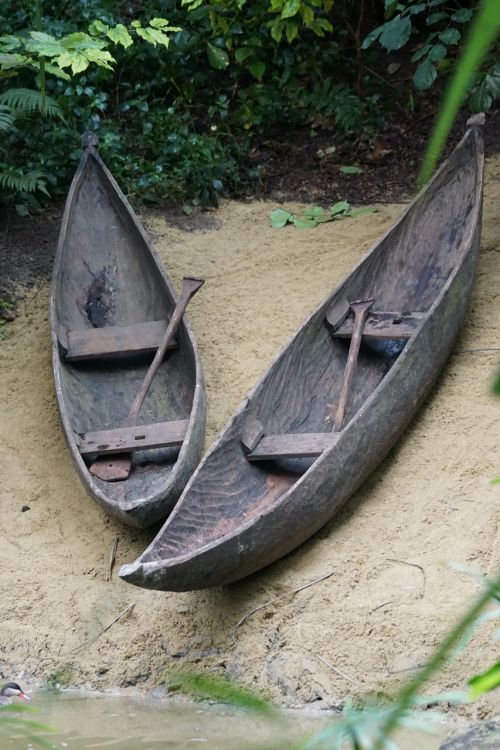 a tree watercraft wood