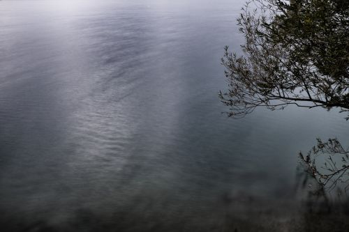 A Tree Over A Water