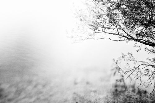 A Tree Over A Water BW