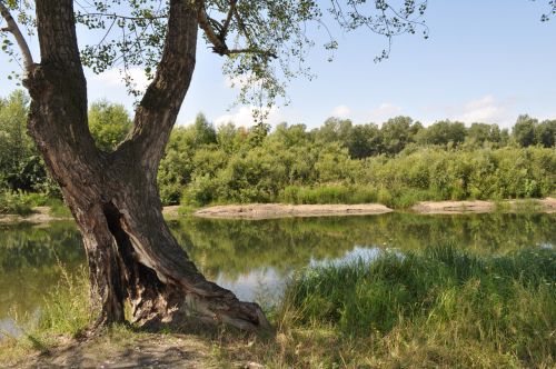 A Tree Standing In Water