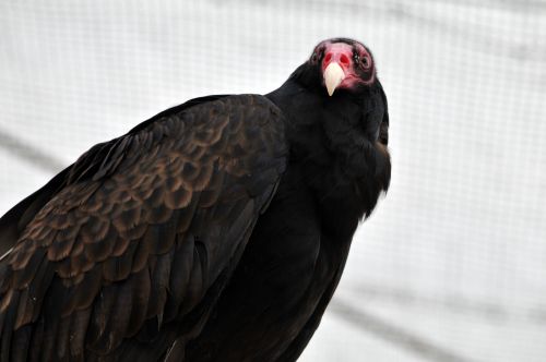 A Vulture Bird