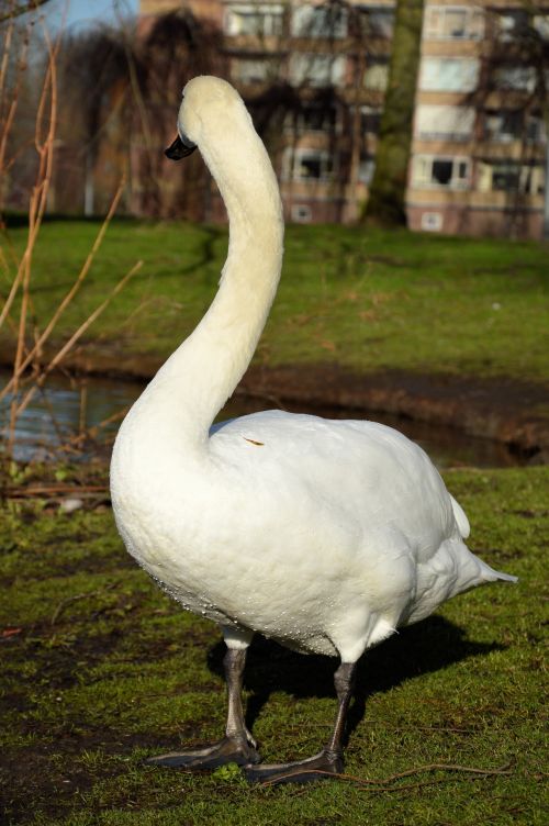 A White Swan 2