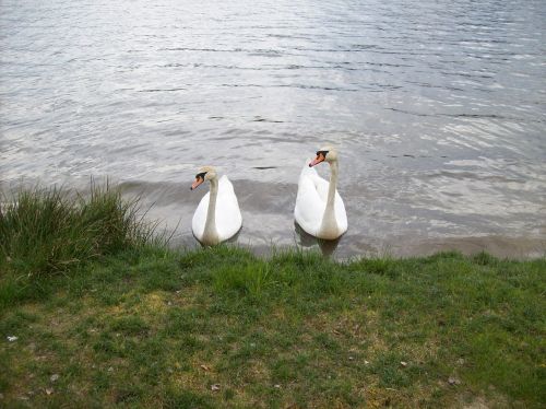 a white swan water bird animals