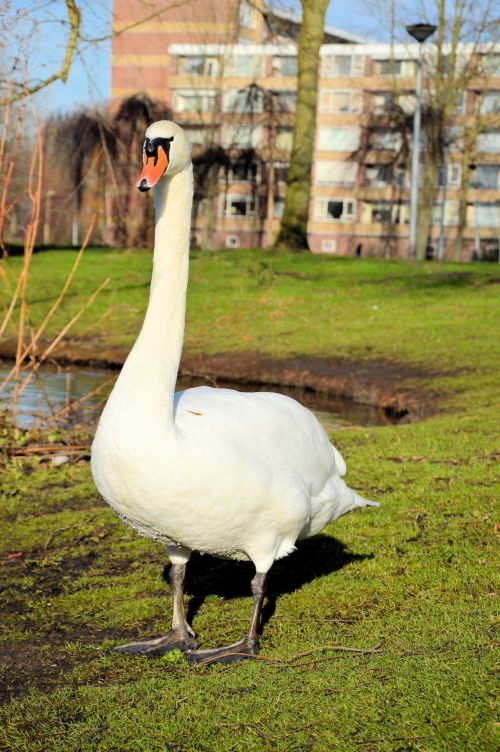 A White Swan