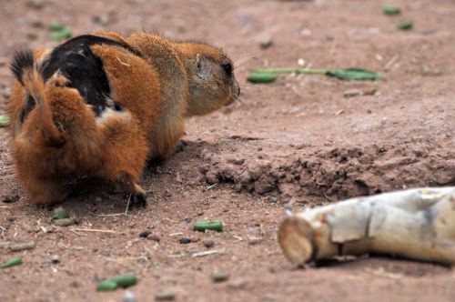 A Woodchuck