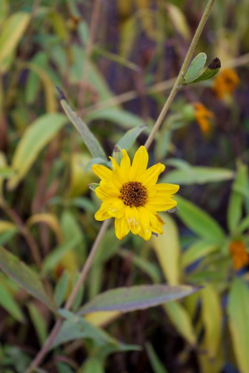 a yellow flower flowers yellow