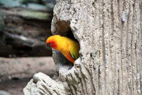 A Yellow Parrot Rest On The Nest