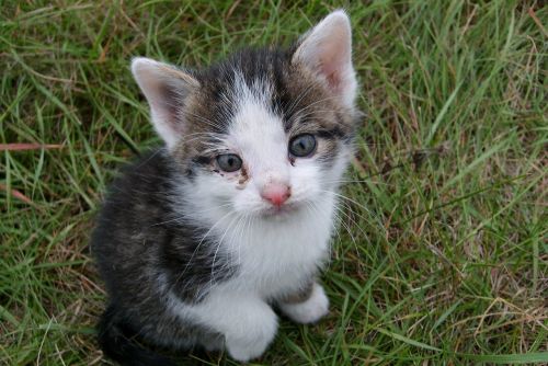 a young kitten nature animal