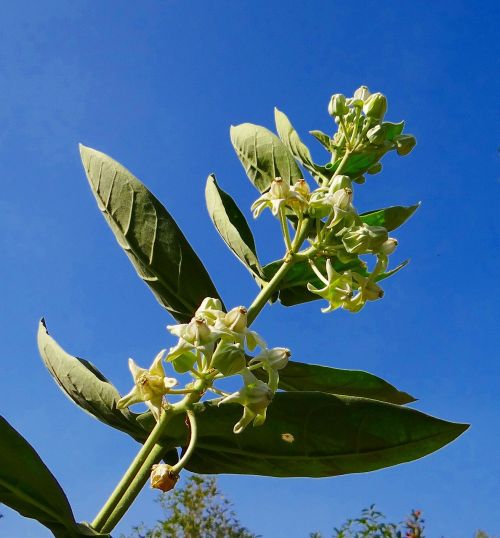 aak calotropis gigantea milkweed