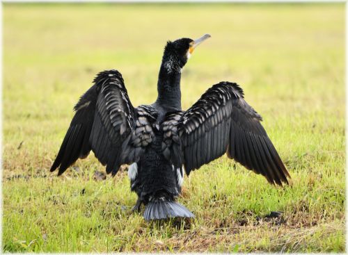 Cormorant