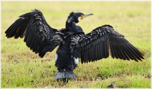 Cormorant