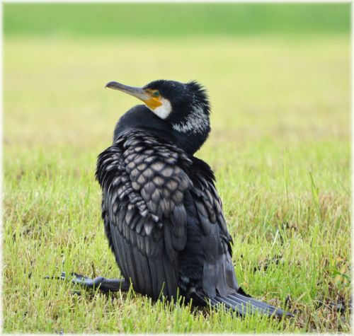 Cormorant