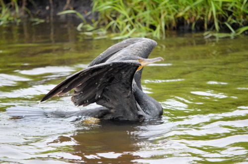 Cormorant To Water