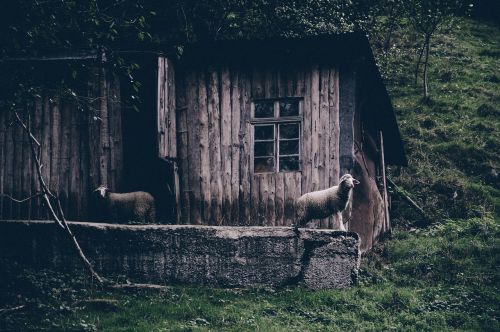 abandoned animals cabin