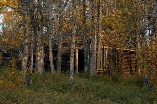 abandoned  cabin  wood