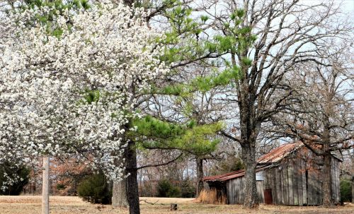 Abandoned Shed In Spring