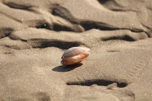 abandoned shells low tide ocean