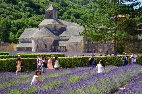 abbaye de sénanque tourism visitors
