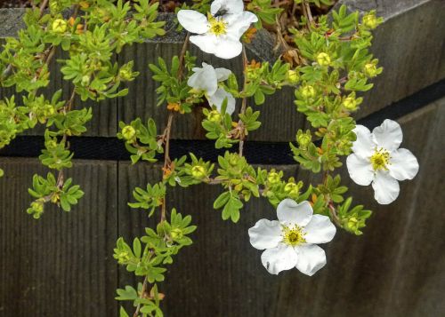abbotswood potentilla blossom dwarf