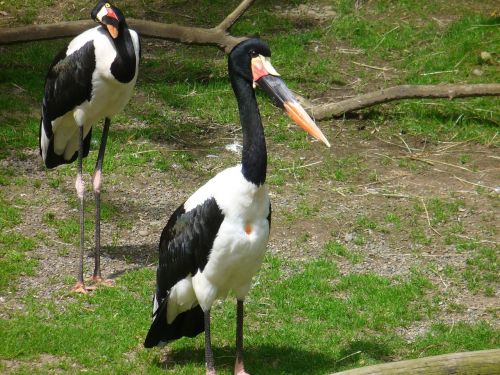 abdims stork stork bird