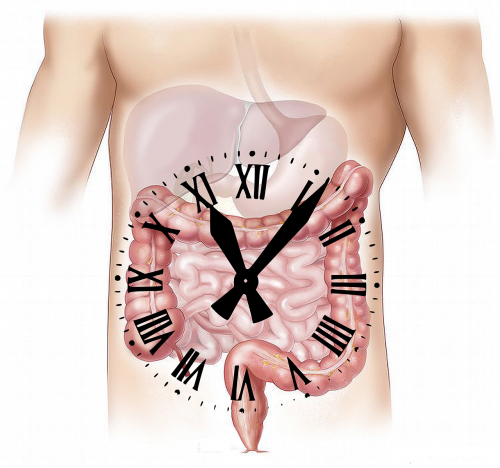 abdomen clockwise clock