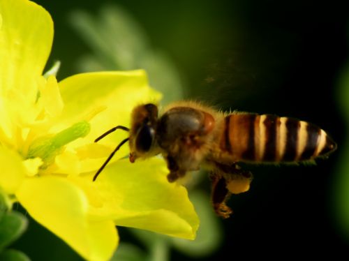 Bee On Yellow Flower