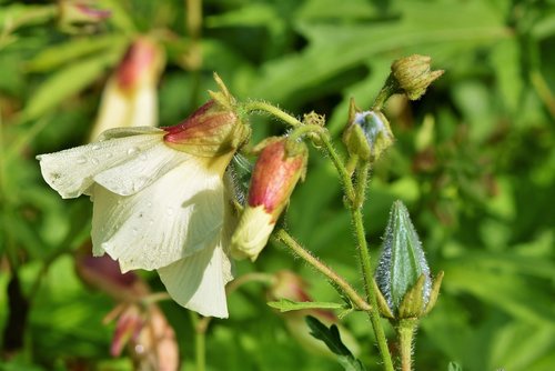 abelmoschus  hibiscus  mallow
