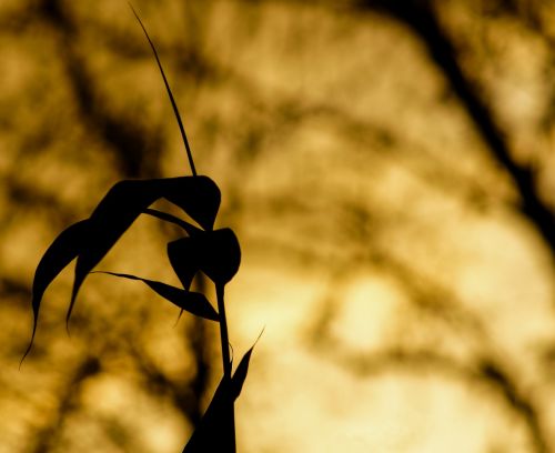 abendstimmung sunset background image