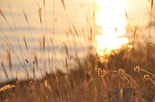 abendstimmung sunset halme