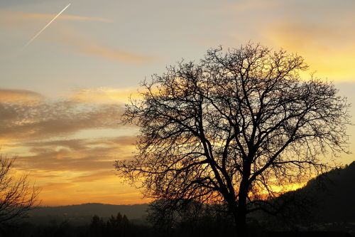 abendstimmung tree twilight