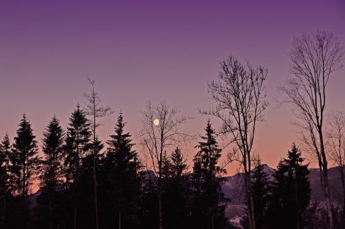 abendstimmung moon silhouette