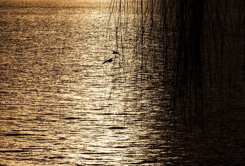 abendstimmung  lake  nature