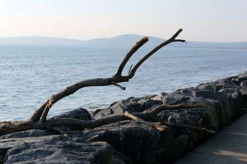 Aberavon Driftwood