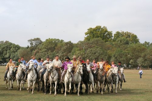 abrivado  horses  camargue