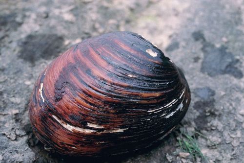 abrupta l orbiculata