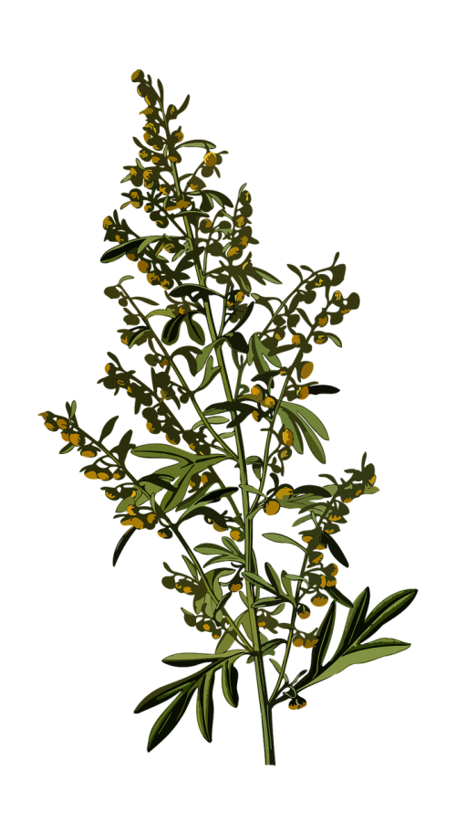 absinthe branch floral