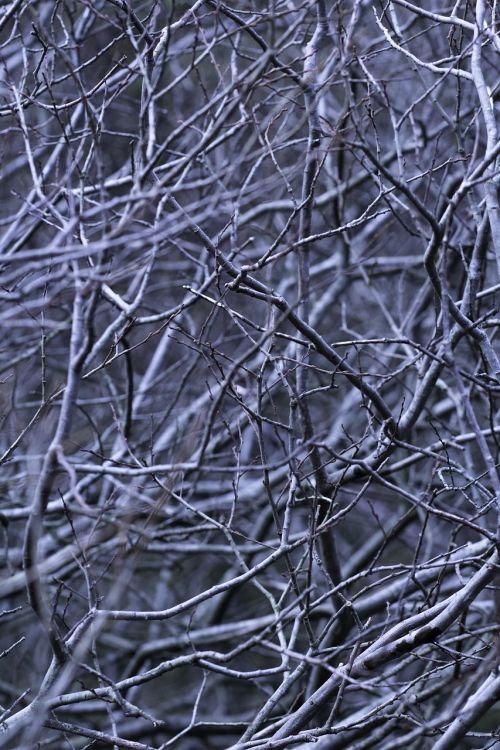 abstract branches forest