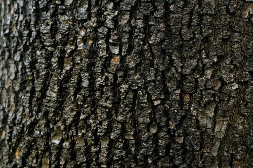 abstract bark old tree