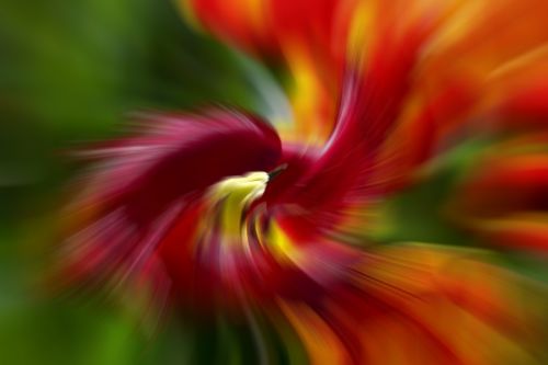 abstract tulip flower
